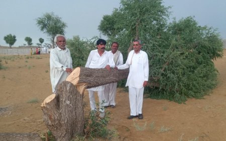 खेजड़ी कटने से मिट जाएगा मरुस्थलीय प्रकृति चक्र