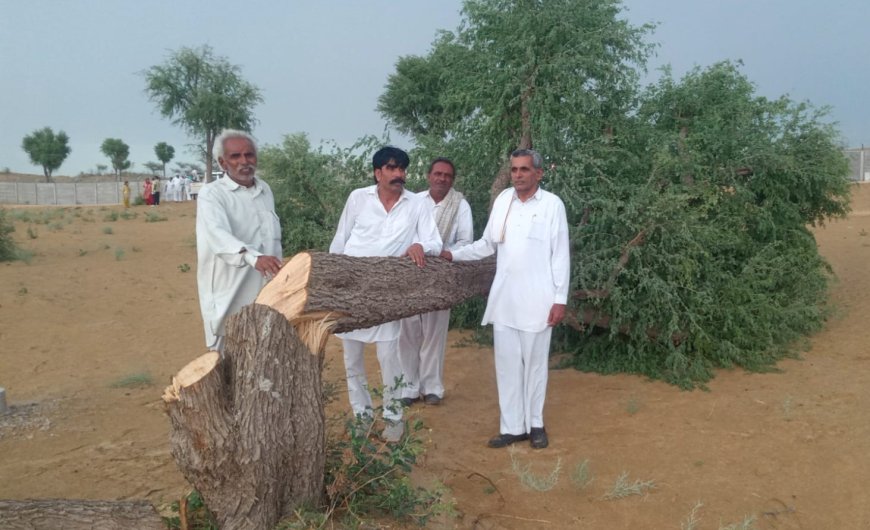 खेजड़ी कटने से मिट जाएगा मरुस्थलीय प्रकृति चक्र